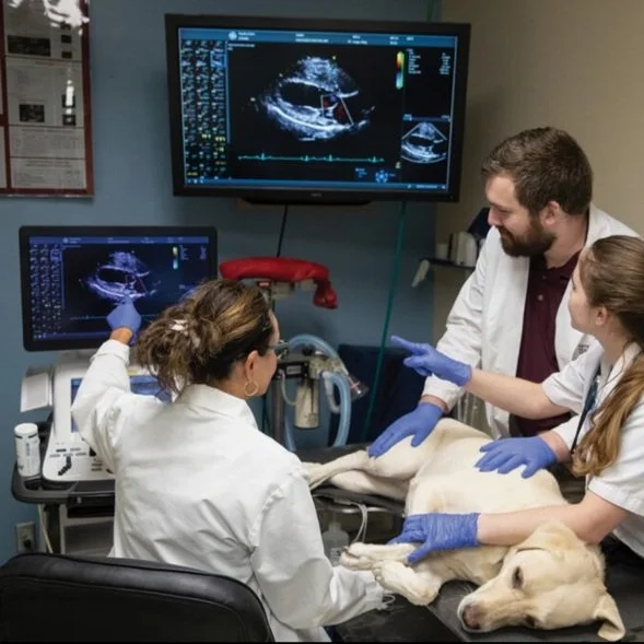 Veterinarians using RadAnalyzer